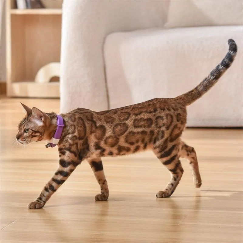 Pet cat toy laser collar in ABS material black colour simple style attached to collar