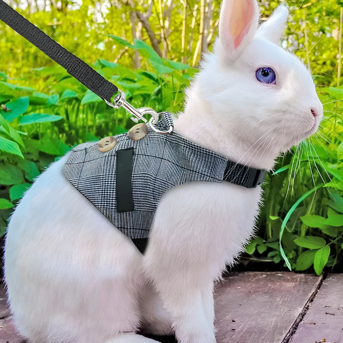 Grey rabbit leash and dress chest harness set on small pet, sizes S M L available