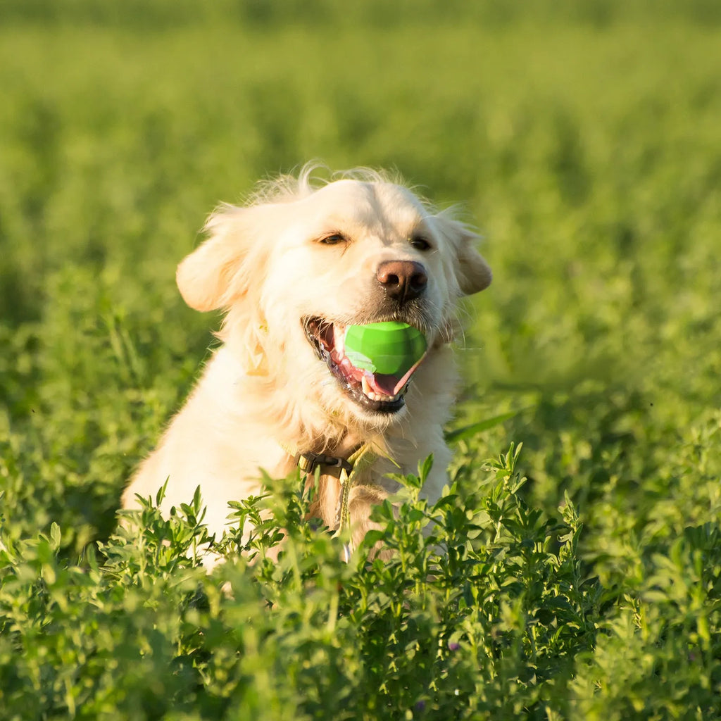Green natural rubber dog chew toy with squeaker for medium to large breed aggressive chewers
