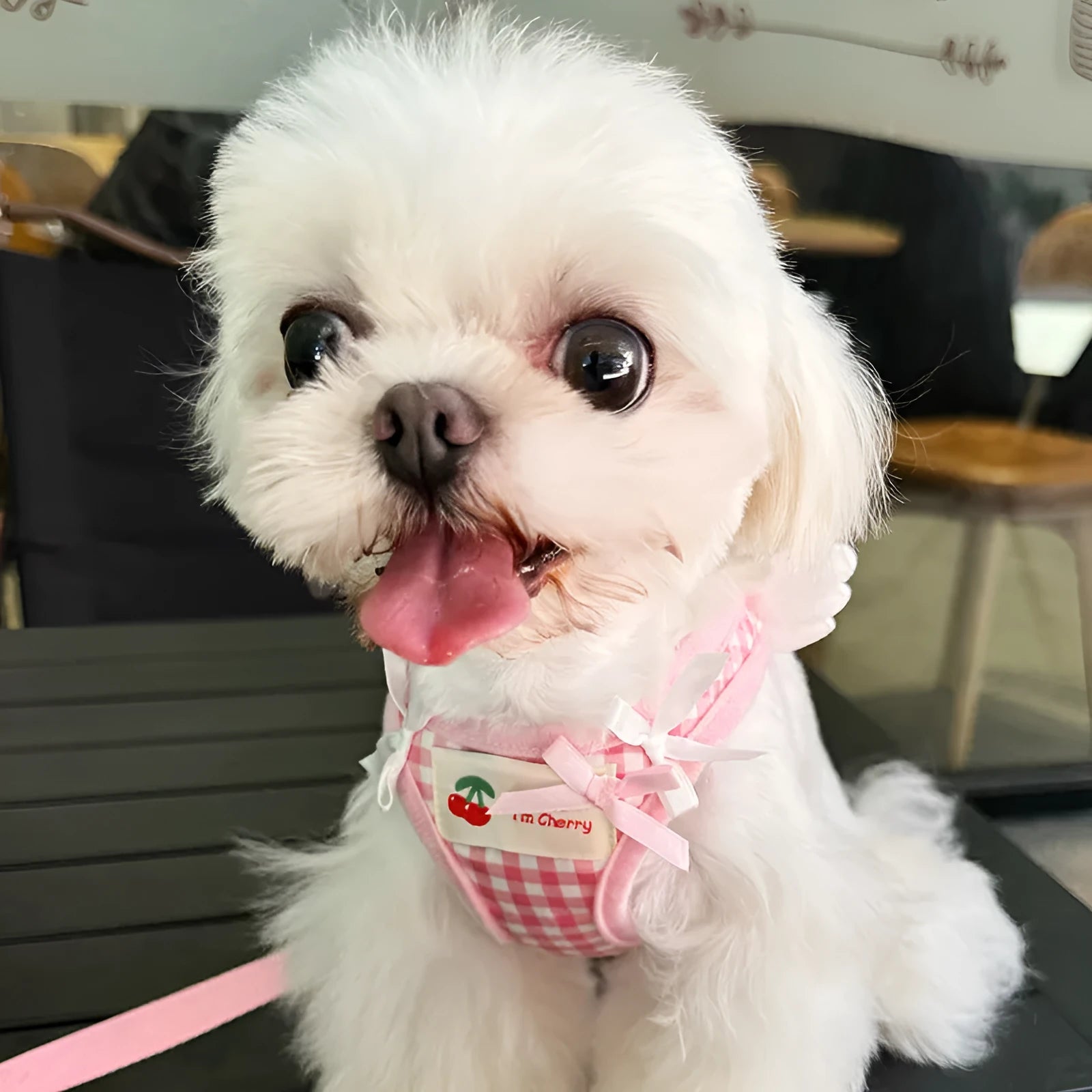 Cotton chest and back harness with hand holding rope for small dogs in pink or black