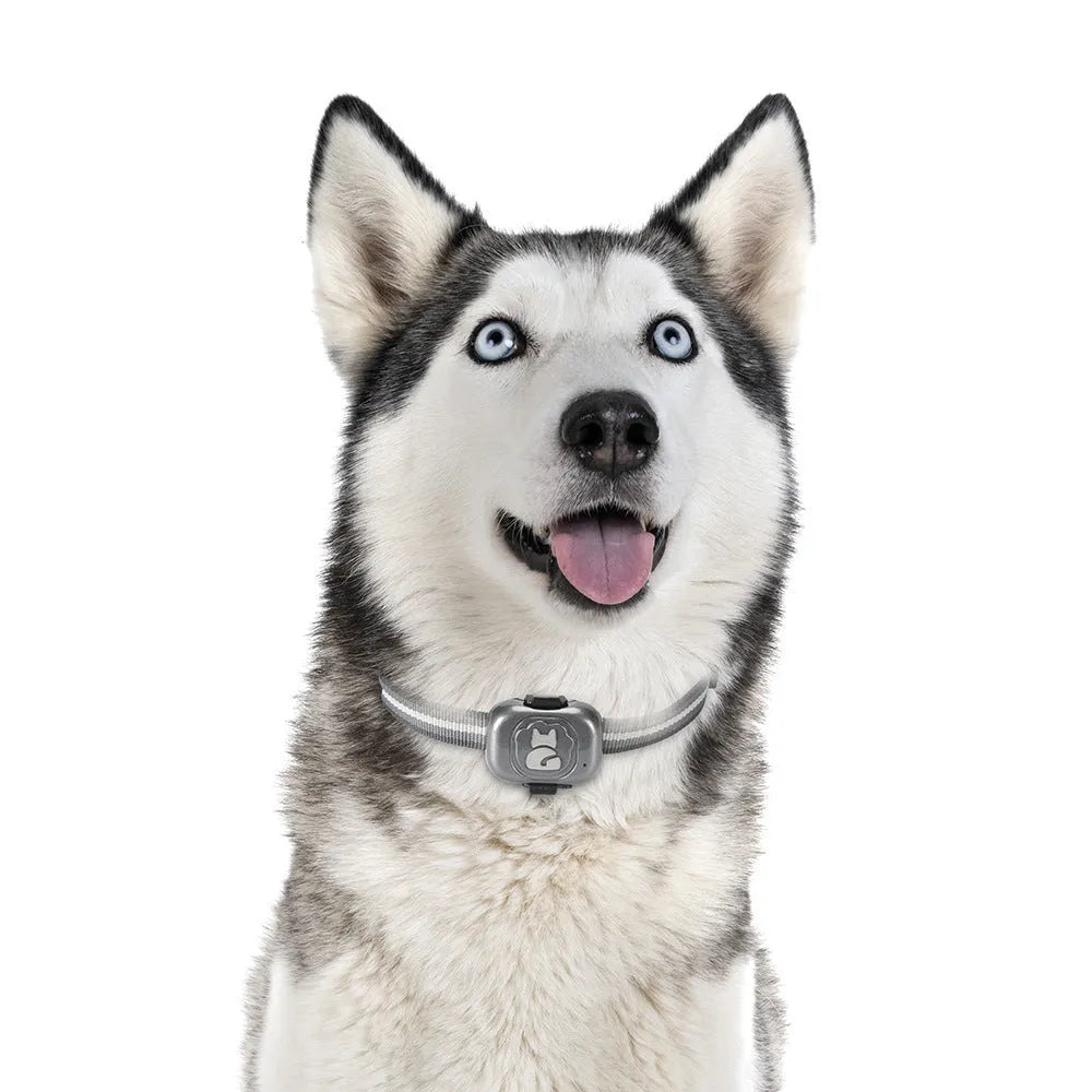 Black GPS pet locator device with hanging rope attachment for dog or cat tracking