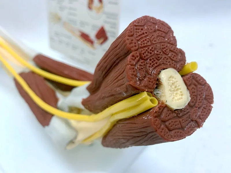 Plastic human hand anatomy model showing bones, muscles, ligaments, nerves, and blood vessels on a white background