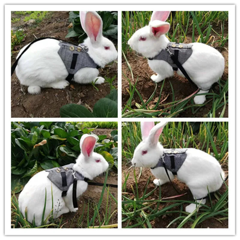 Grey rabbit leash and dress chest harness set on small pet, sizes S M L available