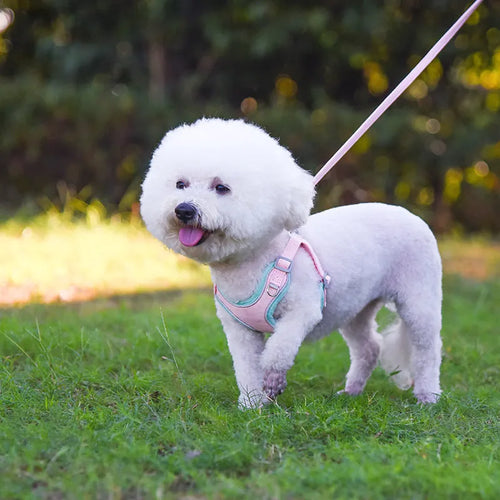Adjustable suede dog harness and leash in blue yellow colour for small to large dogs