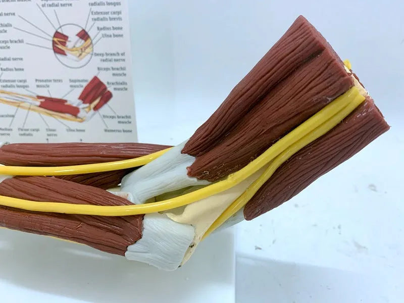 Plastic human hand anatomy model showing bones, muscles, ligaments, nerves, and blood vessels on a white background