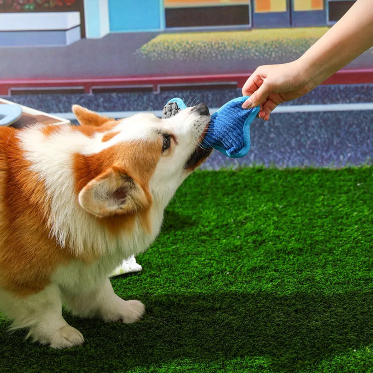 Blue teddy dog toy with bone squeaker and soft corn fleece lining