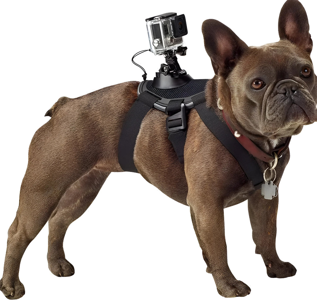 Black GoPro dog chest strap back mount harness on a dog, adjustable padded fit