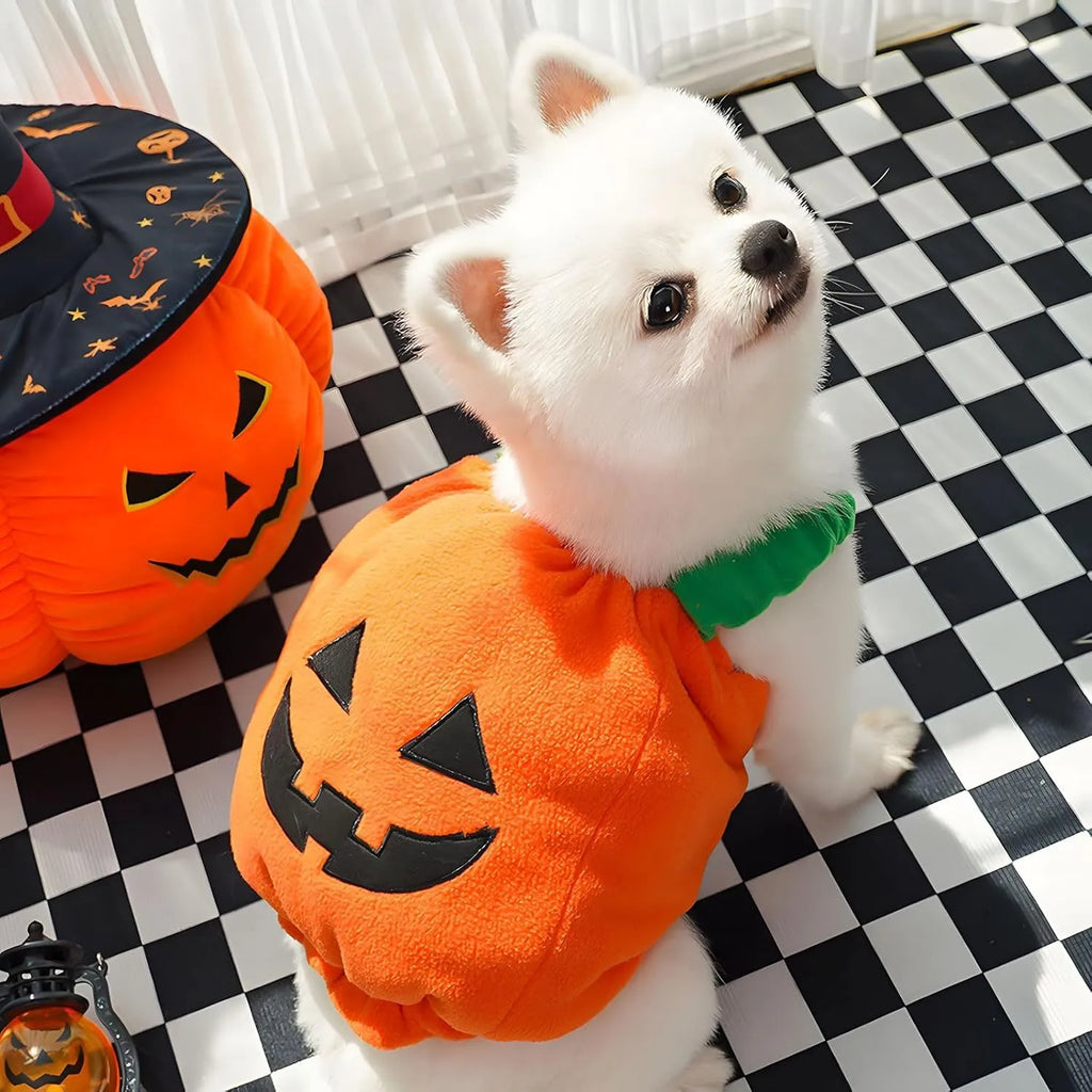 Orange pumpkin plush Halloween costume on a small dog, showing pullover design and soft fabric.