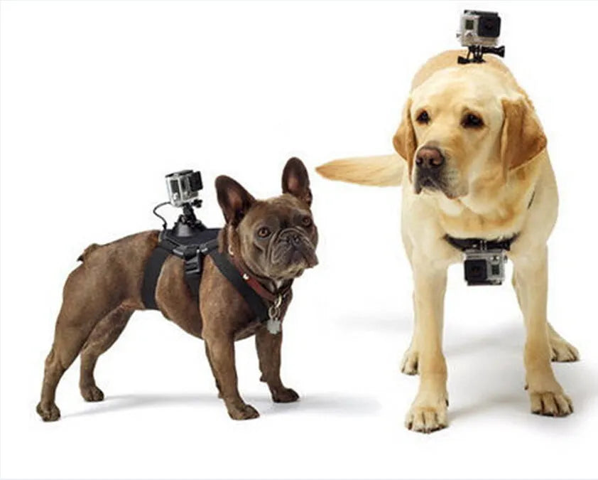 Black GoPro dog chest strap back mount harness on a dog, adjustable padded fit
