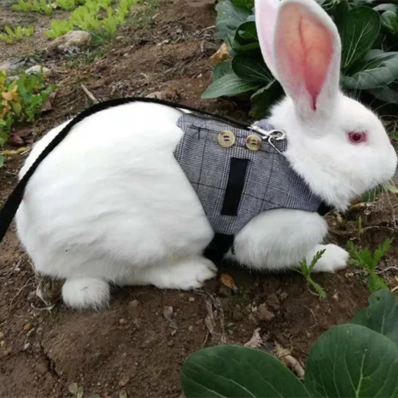 Grey rabbit leash and dress chest harness set on small pet, sizes S M L available