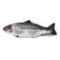Fish plush cat toy emulating beating fish motion, soft plush fabric, free size, four fish styles available