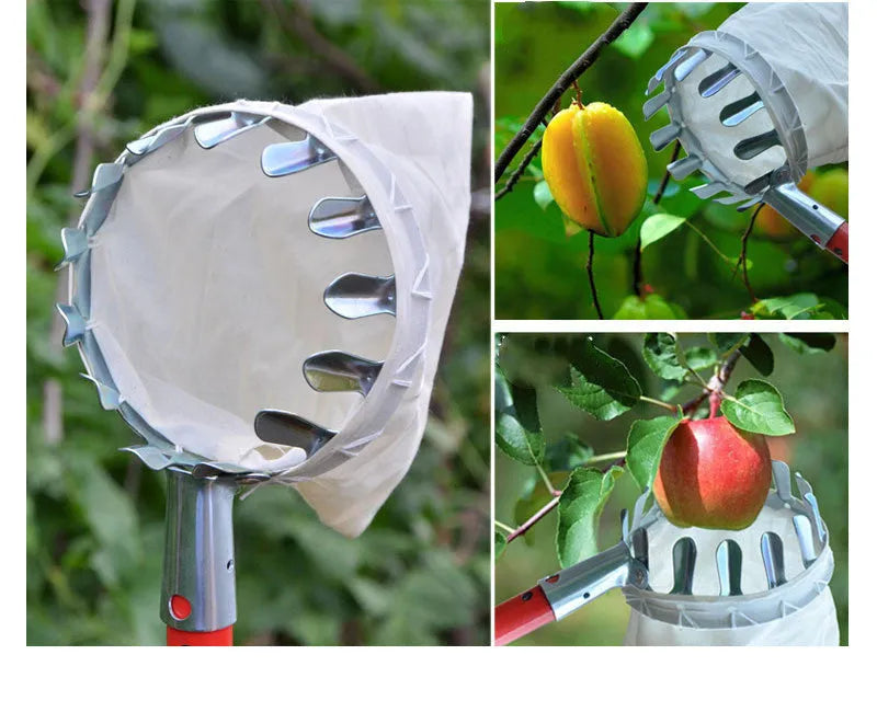 Steel frame fruit picker with cloth catcher bag for harvesting citrus, pears, and peaches
