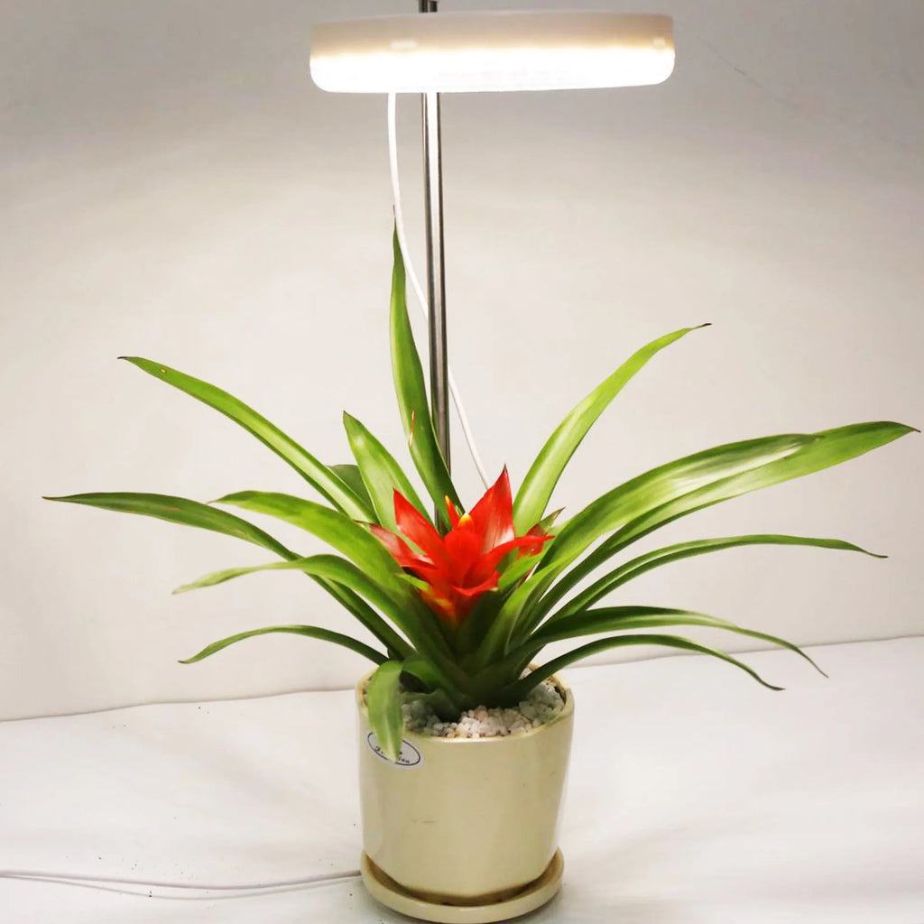 Compact white full spectrum plant growth lamp on a desk next to indoor greenery.