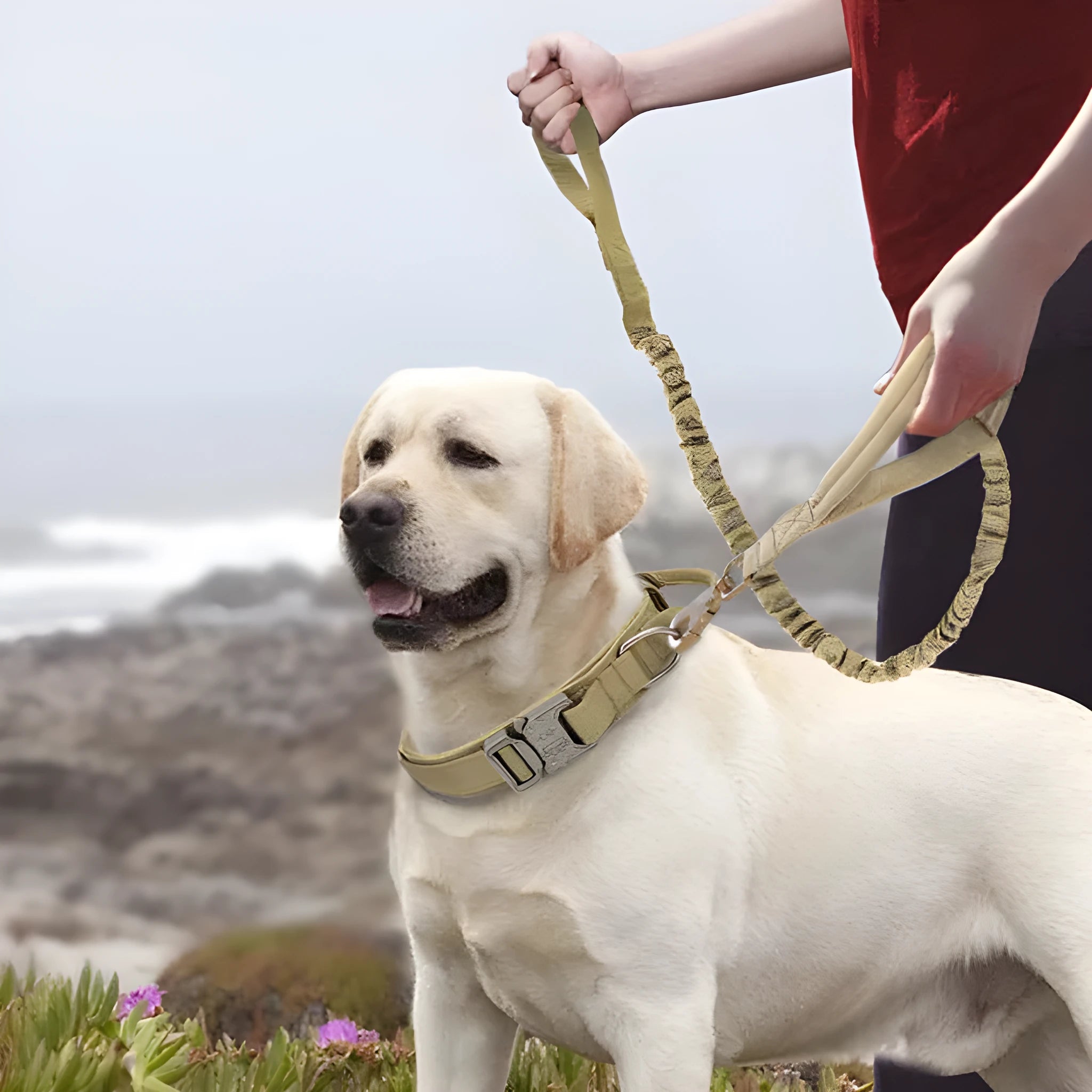 Nylon dog collar in khaki for large medium dogs with metal buckle and D-ring