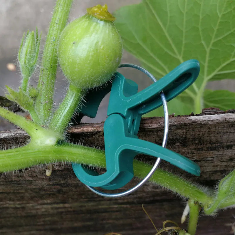Green plastic and zinc plant fixing clips, showing large and small sizes for garden vine support.
