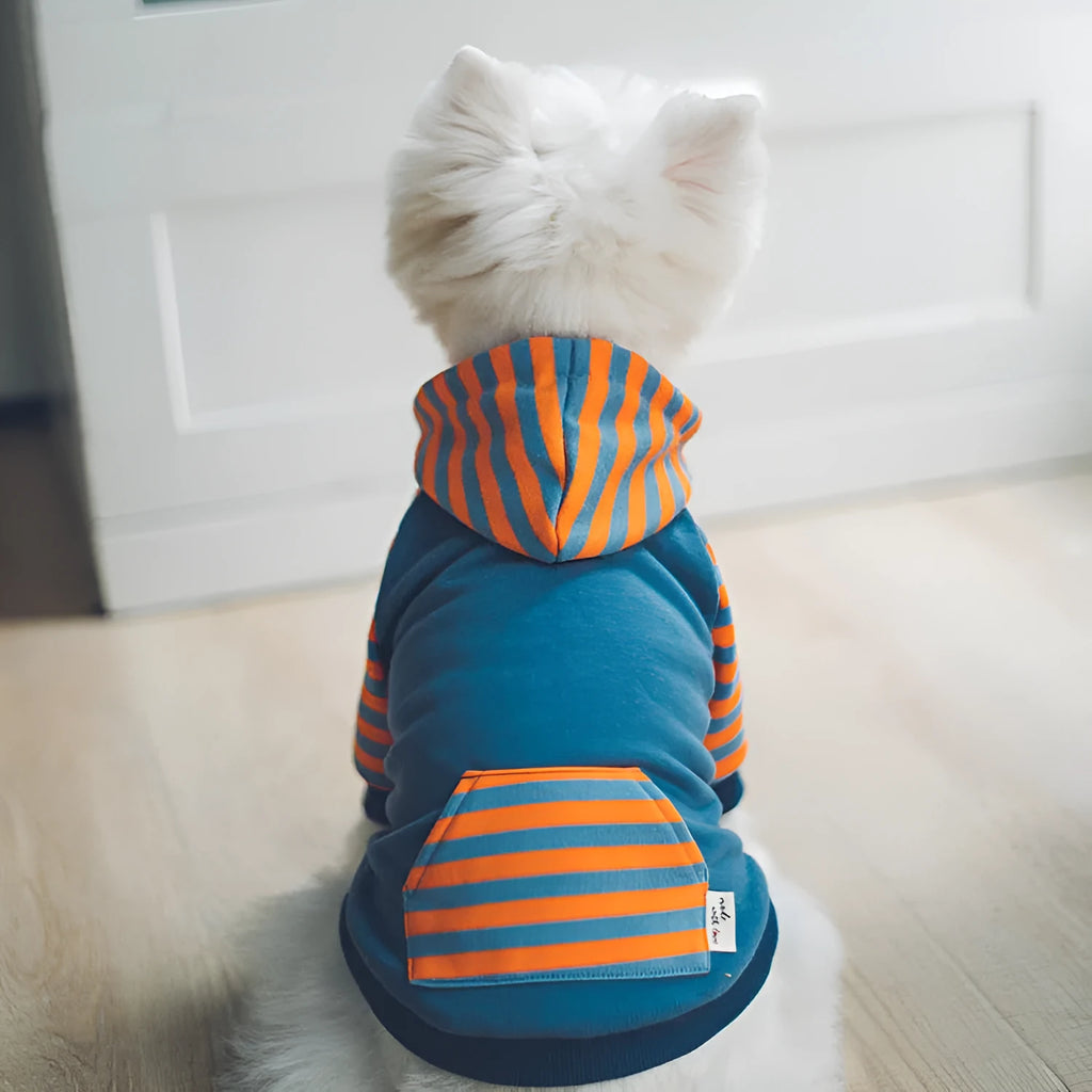 Royal blue hooded cotton dog sweater for small dogs, sizes L and XL