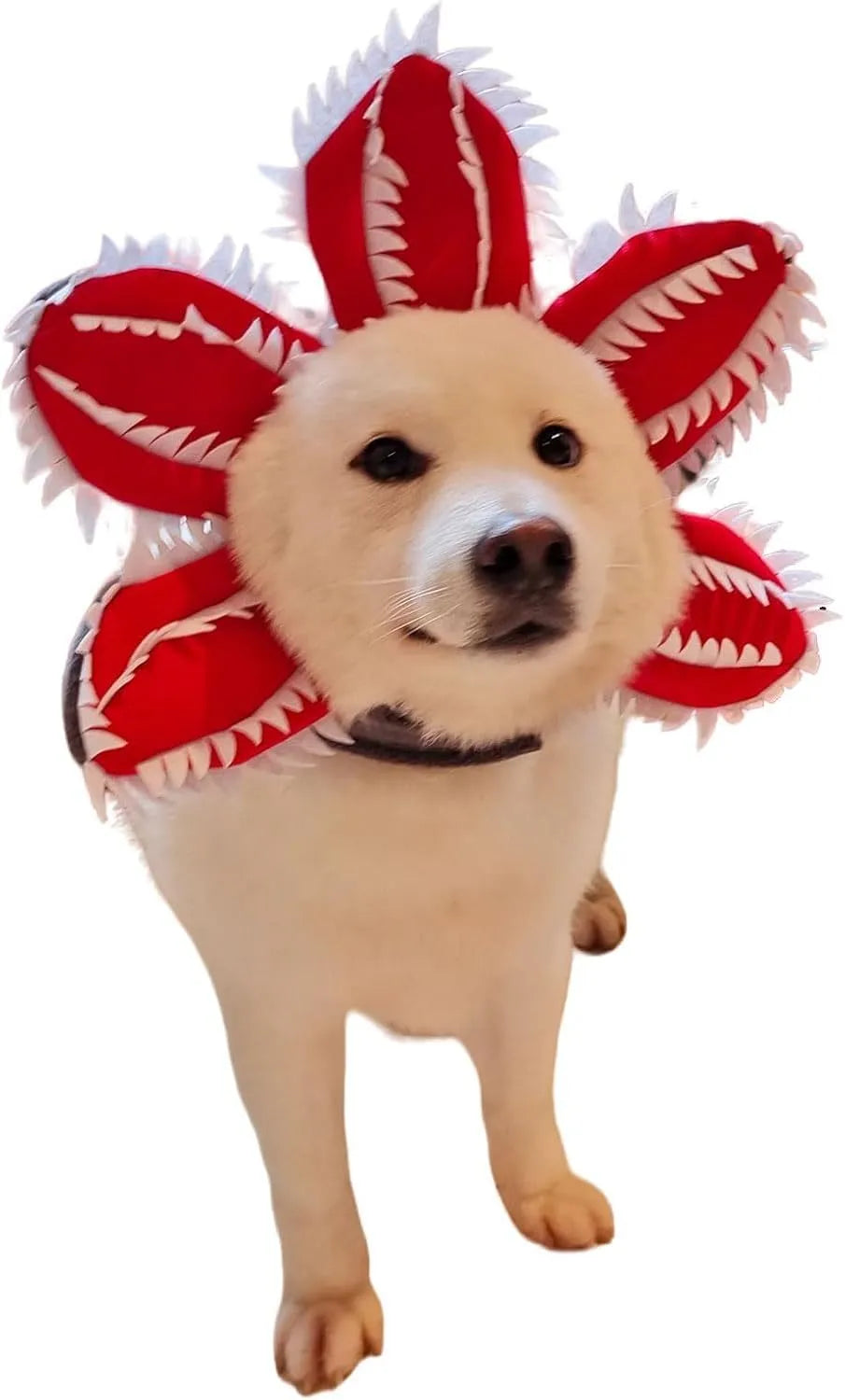Dog wearing Halloween chomper demon costume with scary headband and flower details