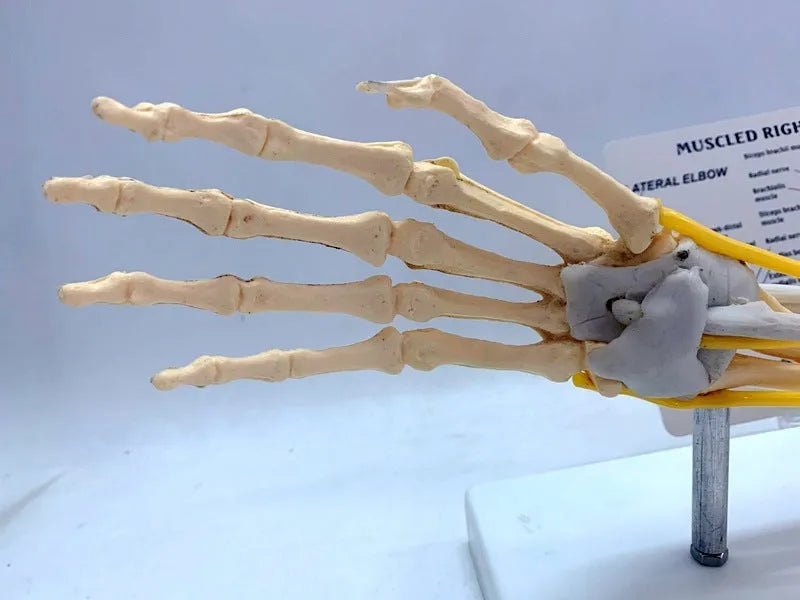 Plastic human hand anatomy model showing bones, muscles, ligaments, nerves, and blood vessels on a white background