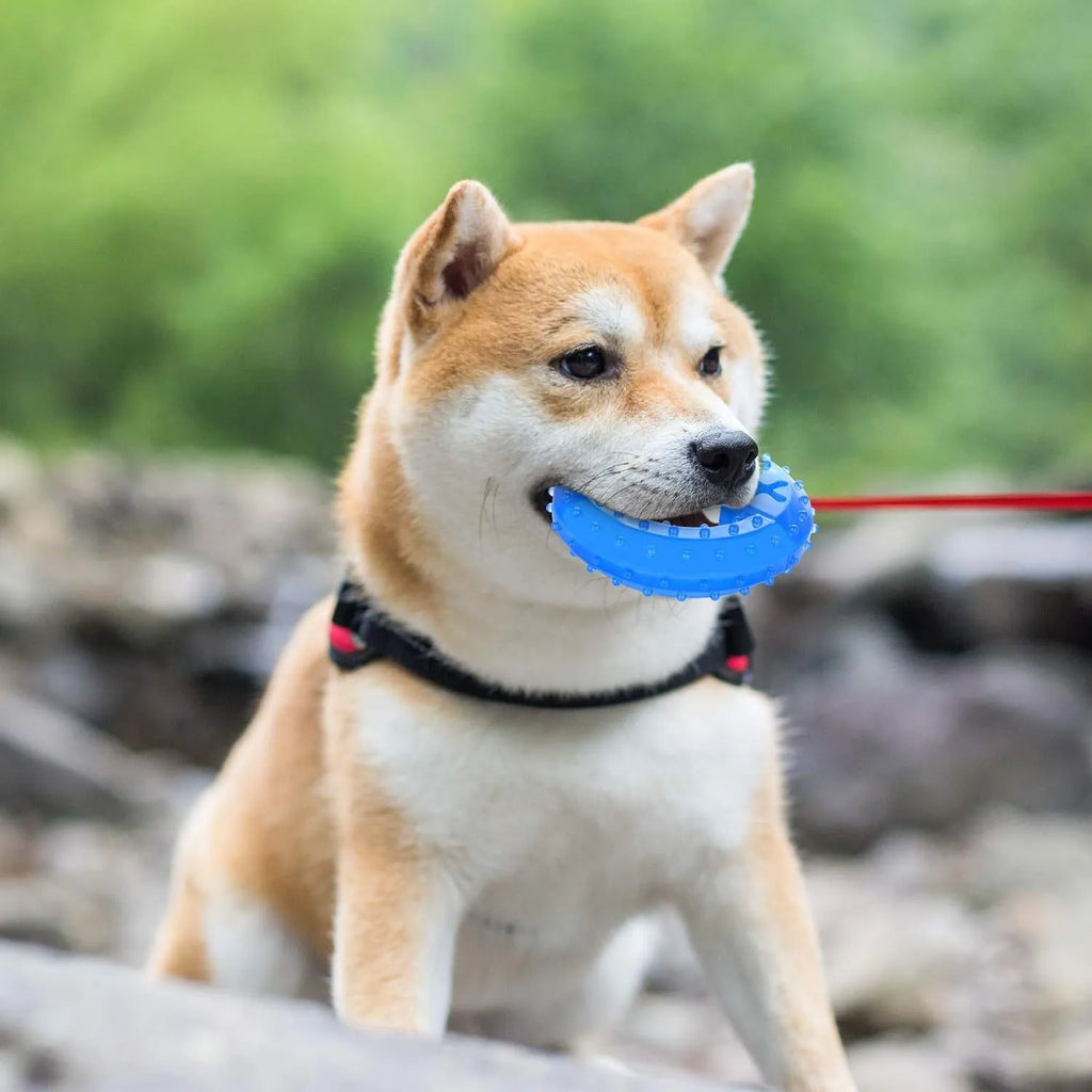 Pet teether cooling chew toy for dogs in Bones shape with blue non-toxic outer layer and water filling