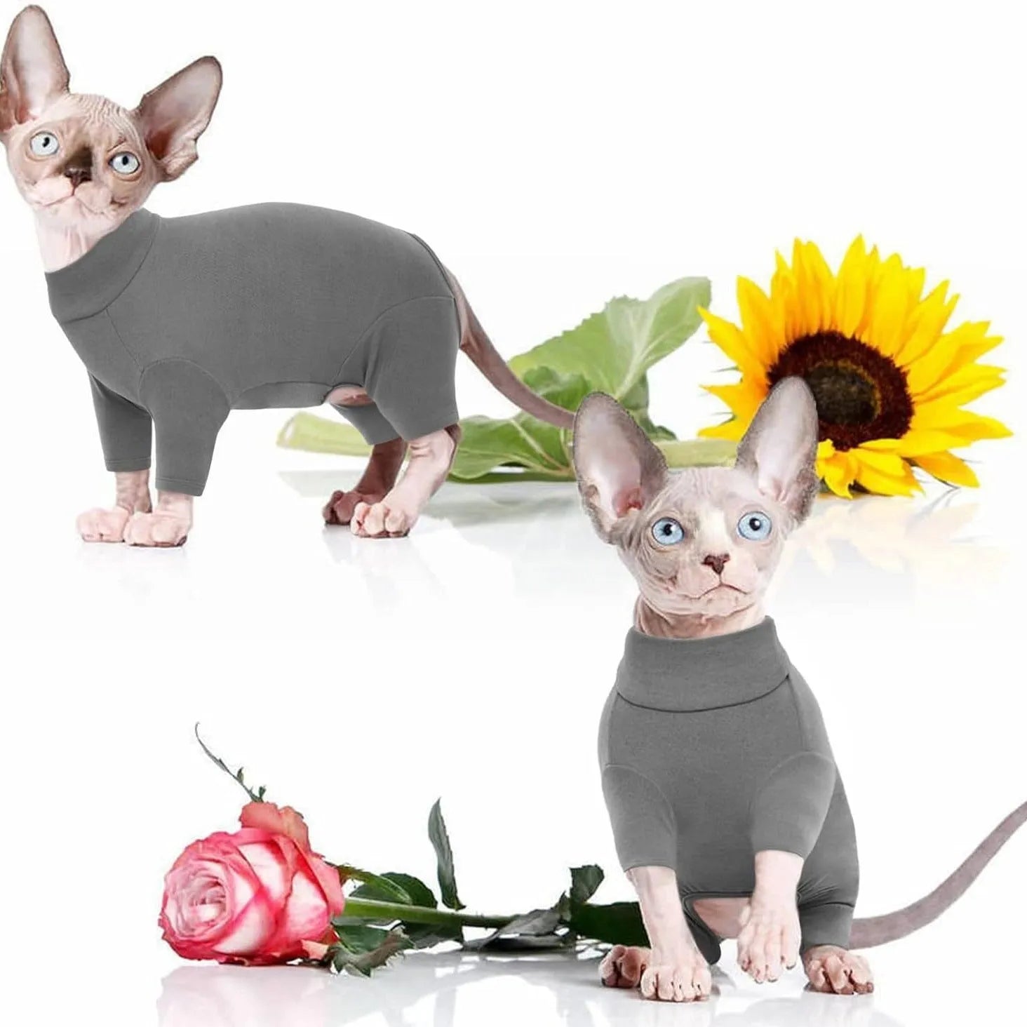A grey Sphynx cat wearing a soft beige turtleneck sweater with leg openings.