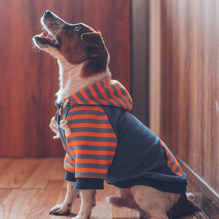 Royal blue hooded cotton dog sweater for small dogs, sizes L and XL