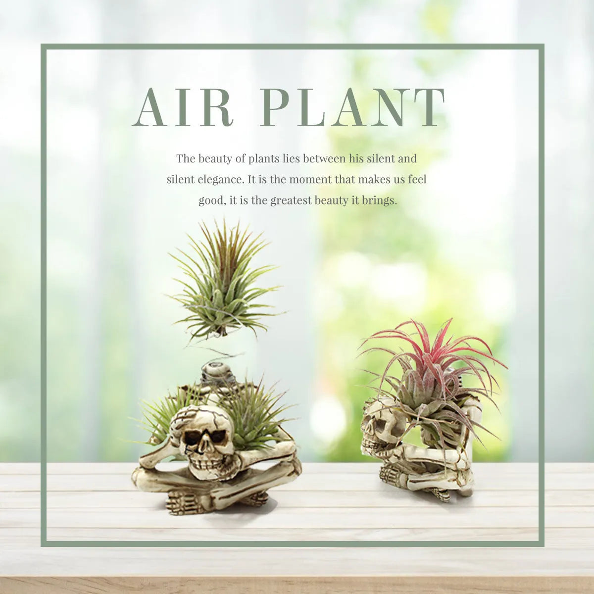 Resin tillandsia bracket with gothic skull design for soilless air plants, measuring 7cm wide by 8cm deep