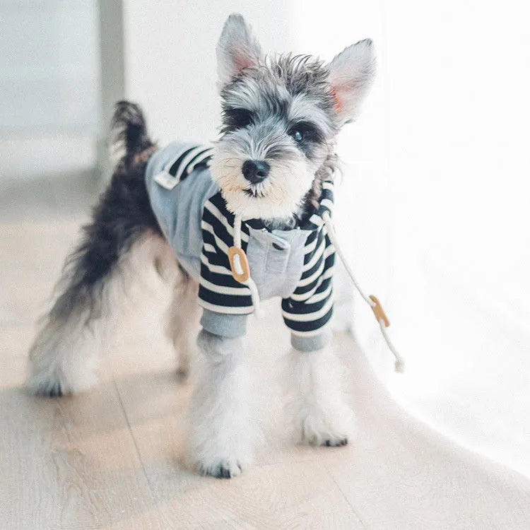Royal blue hooded cotton dog sweater for small dogs, sizes L and XL