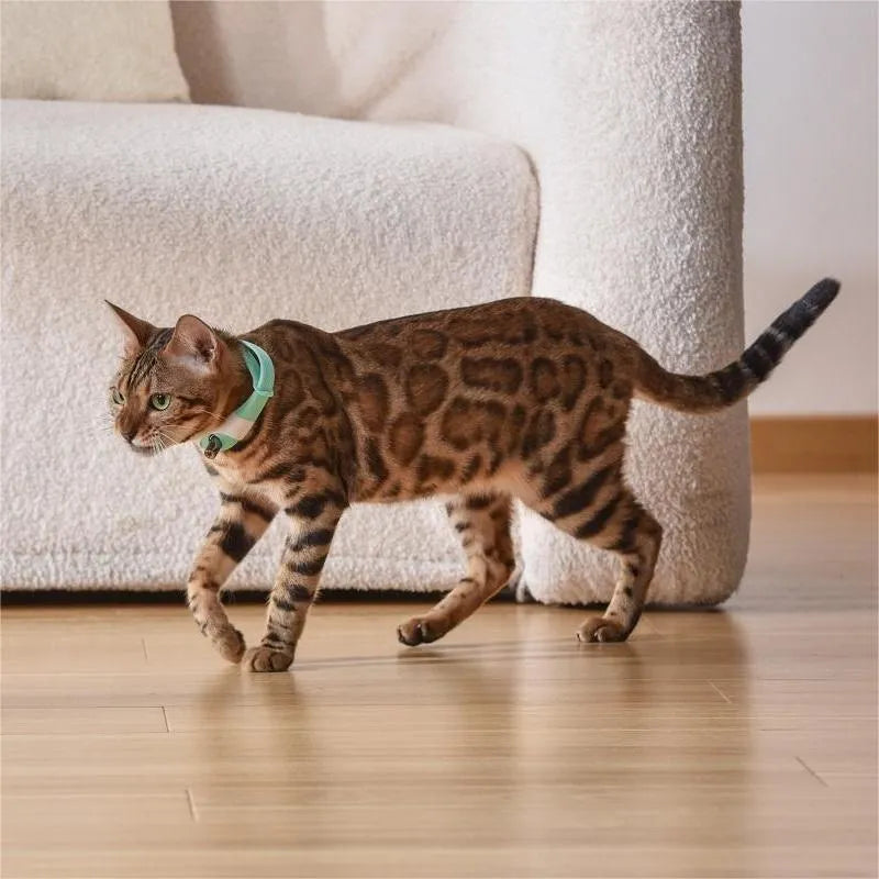 Pet cat toy laser collar in ABS material black colour simple style attached to collar