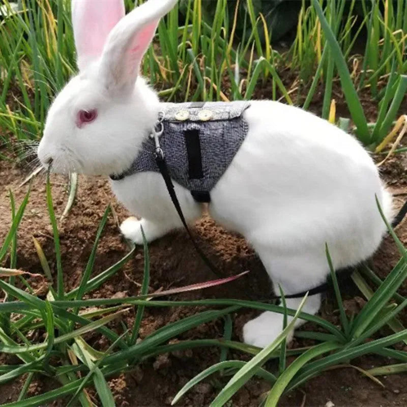 Grey rabbit leash and dress chest harness set on small pet, sizes S M L available