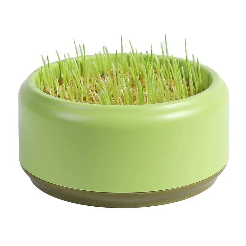 Hydroponic cat grass cups in blue, green, and yellow colours with seed packs for indoor cat enrichment