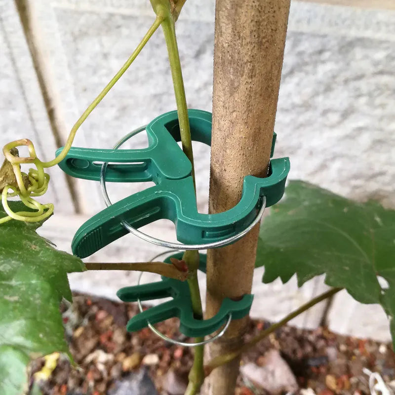 Green plastic and zinc plant fixing clips, showing large and small sizes for garden vine support.