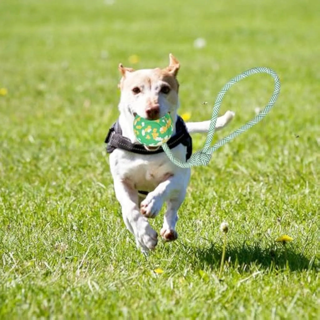 Natural rubber dog ball attached to a blue nylon rope for fetch and tug games.