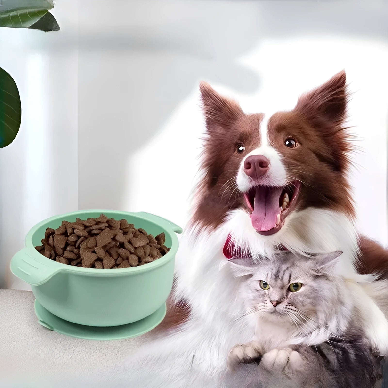Silicone pet bowl with suction cup base in a choice of colours for dogs and cats