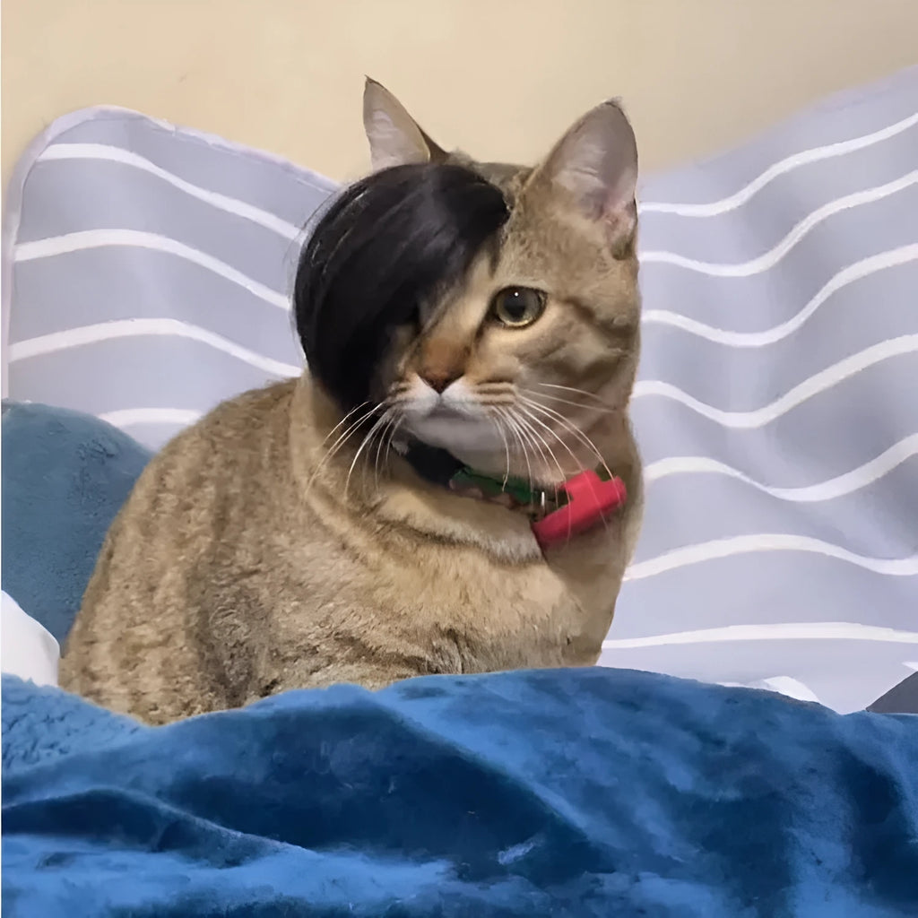 Black polyester fox costume wig with braided detail for cats