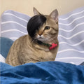 Black polyester fox costume wig with braided detail for cats