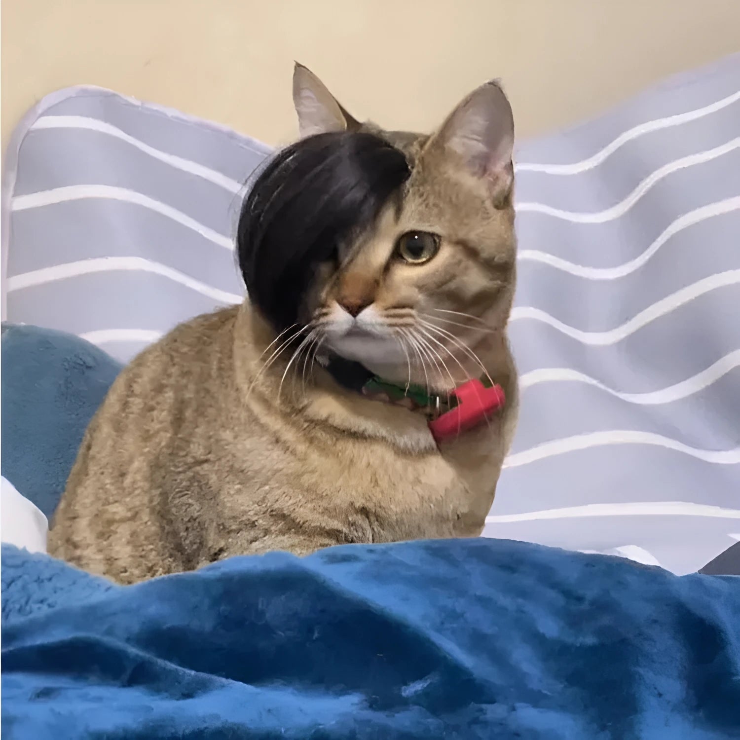 Black polyester fox costume wig with braided detail for cats
