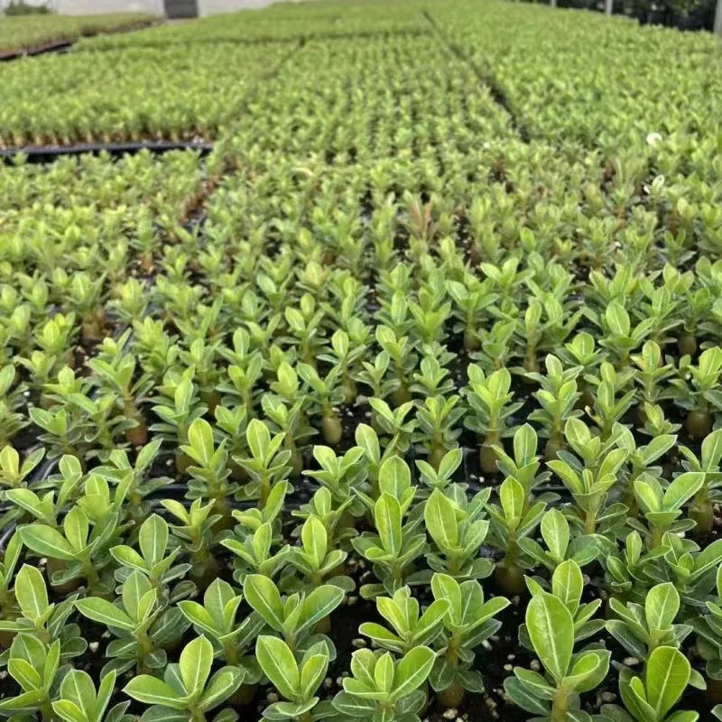 Bare-root desert rose adenium obesum seedlings for planting