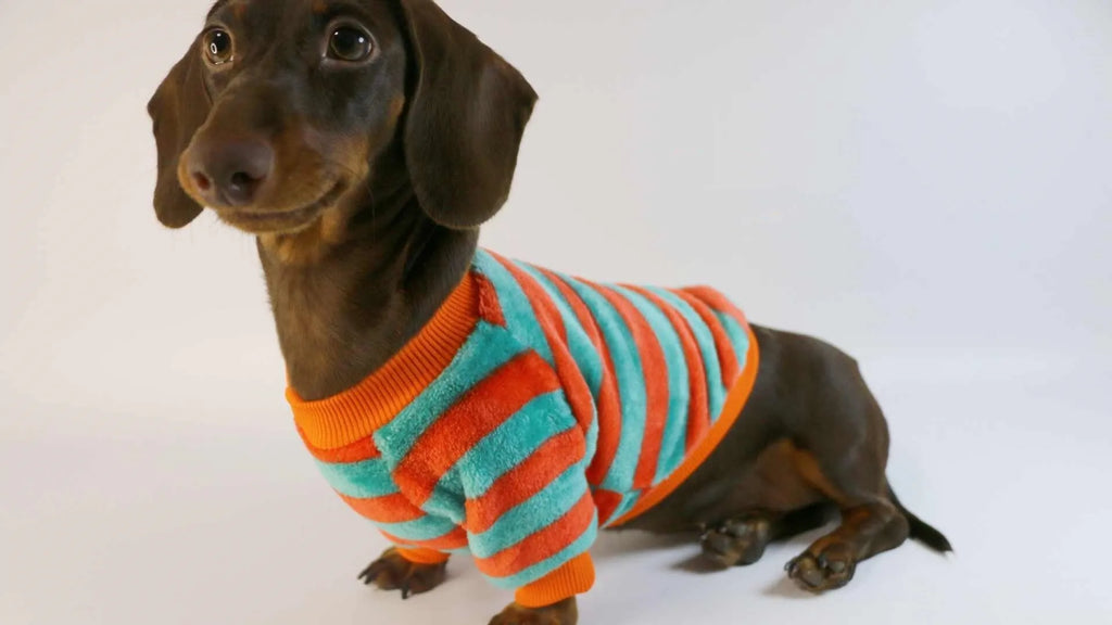 Orange and white striped round neck pet sweatshirt for dogs and cats