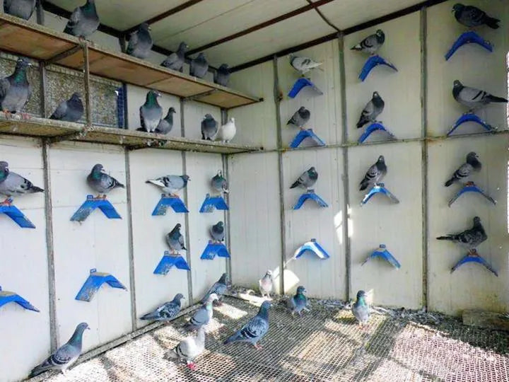 Blue plastic and solid wood dove perch measuring 20cm length, from eon Supplies 10 pack