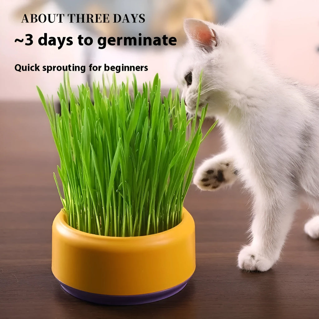 Blue, green, and yellow hydroponic cups with cat grass seeds for soilless indoor growing.