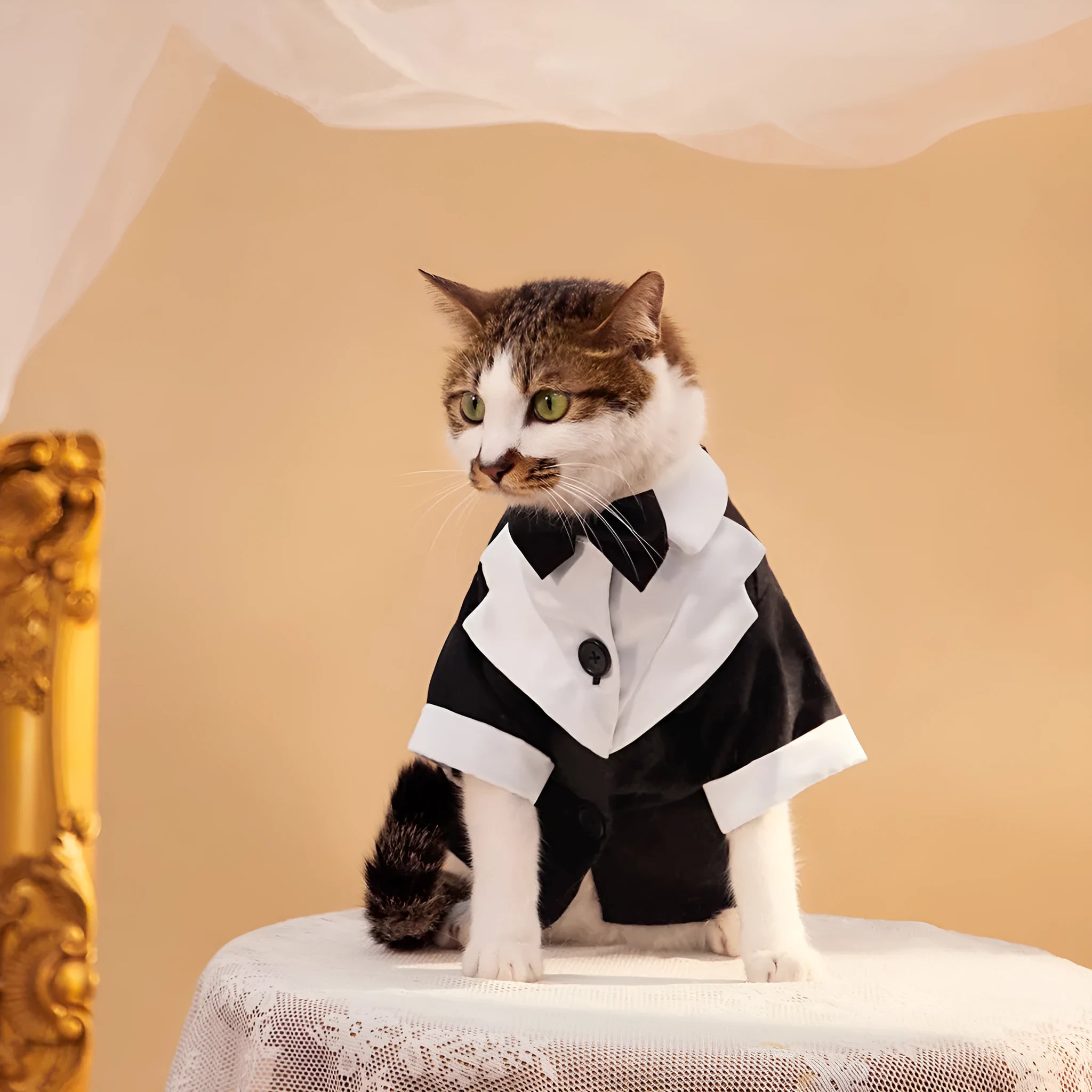 A dog wearing a black Chinese-style four-legged gentleman suit, a formal wedding tuxedo for pets.