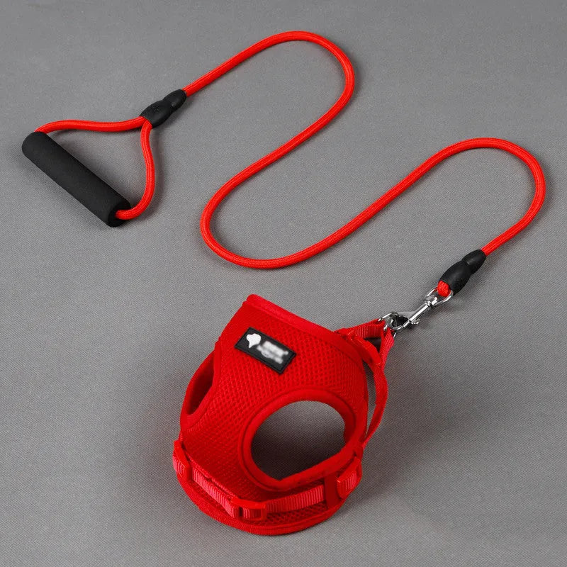 Blue dog lead with foam handle and adjustable collar for small dogs