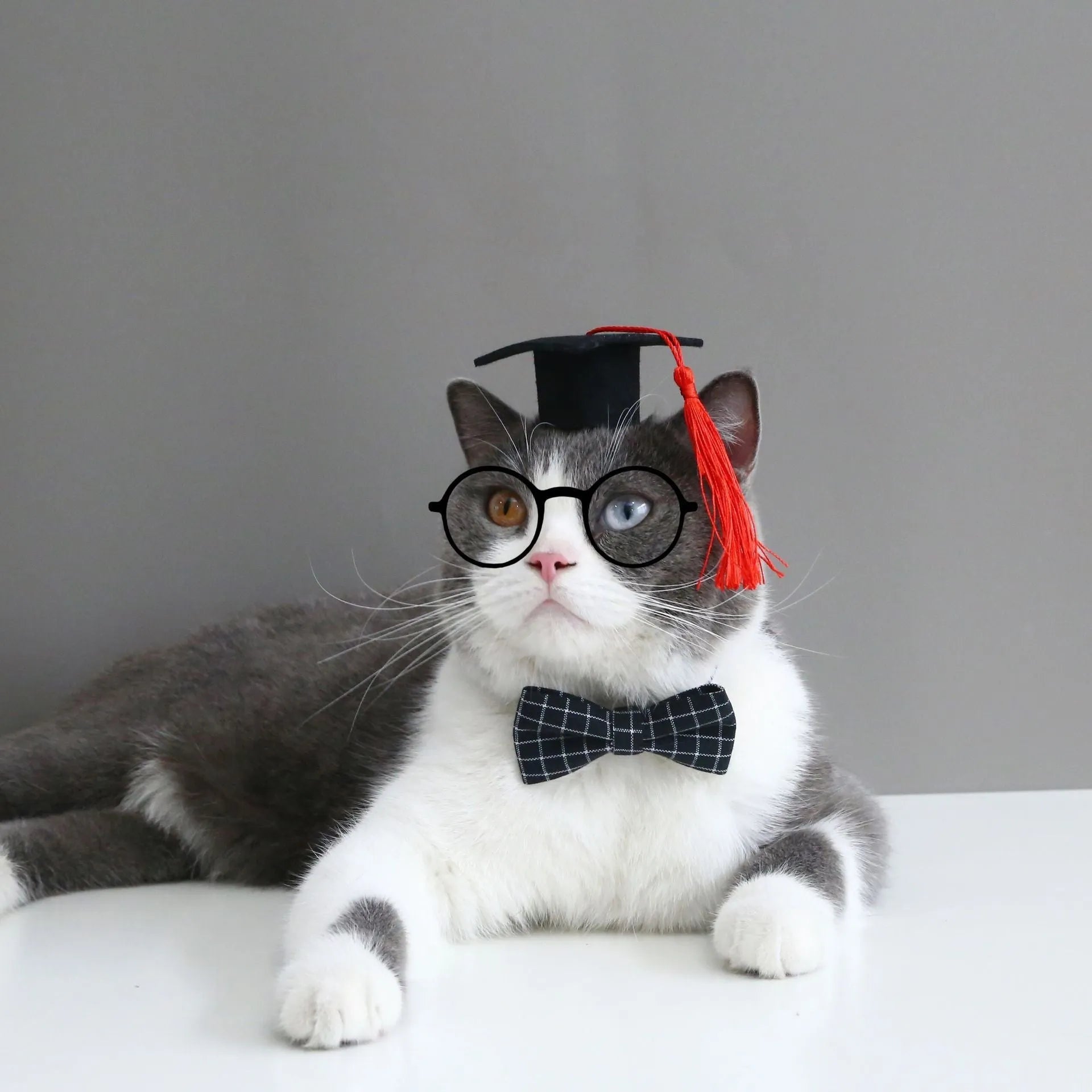 Pet costume hair band and bow tie set in woolen felt with elastic 18cm circumference