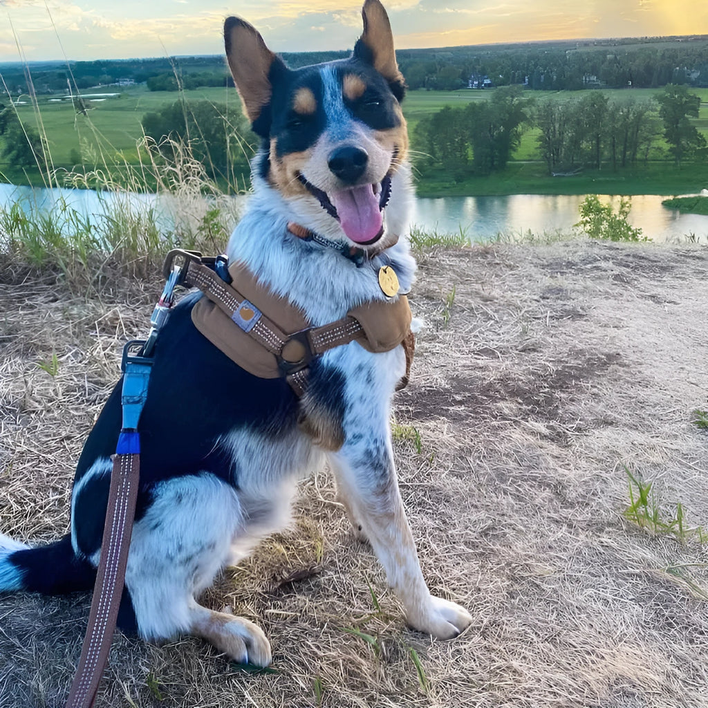 Adjustable dog chest strap training belt with reflective hand holding rope in M, L, XL sizes