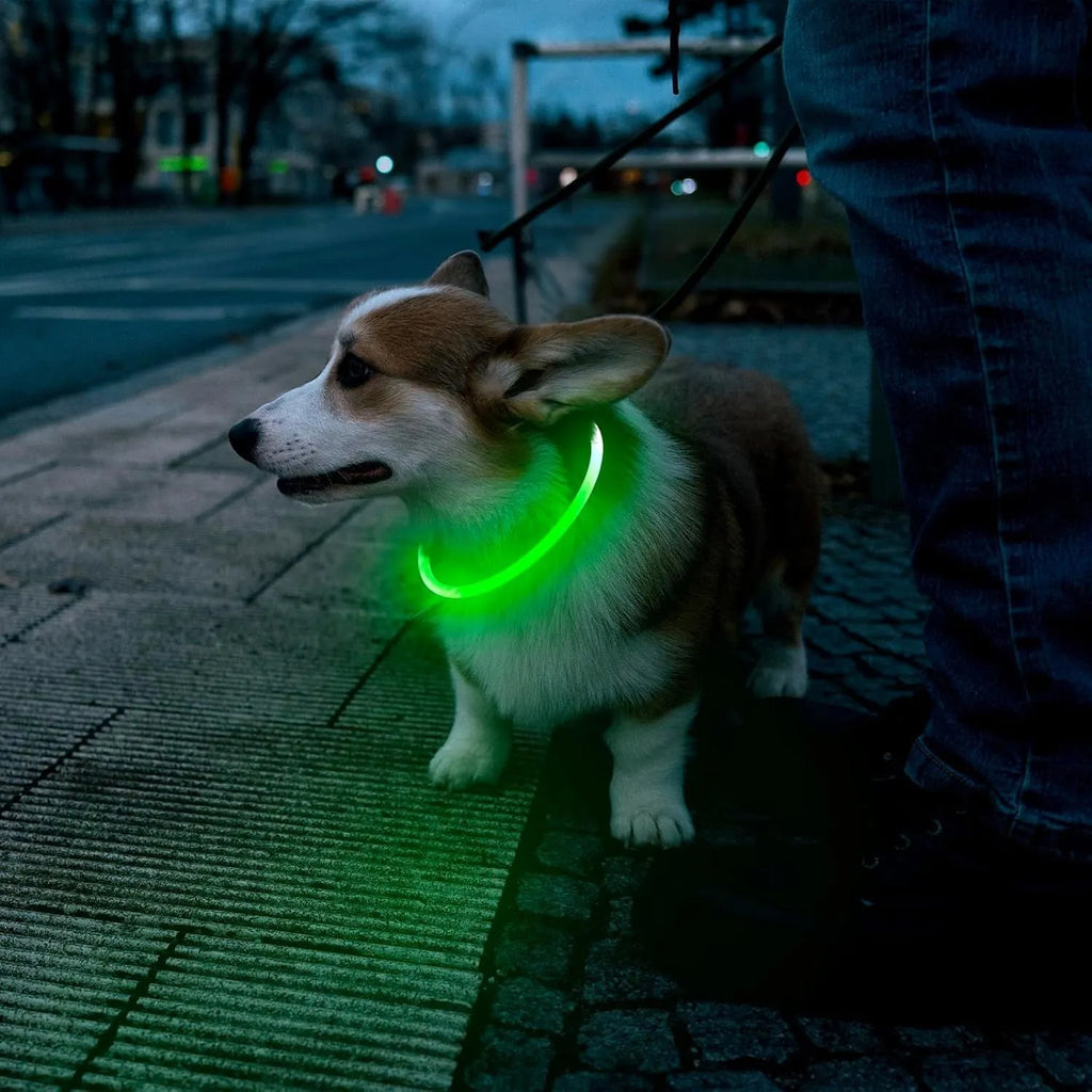 USB rechargeable LED dog collar glowing blue on dog's neck with adjustable TPU strap