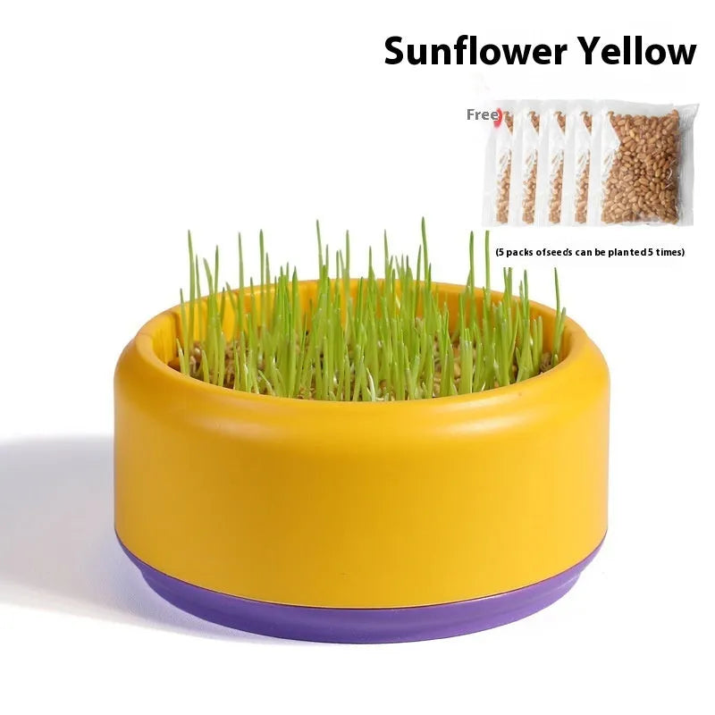 Blue, green, and yellow hydroponic cups with cat grass seeds for soilless indoor growing.
