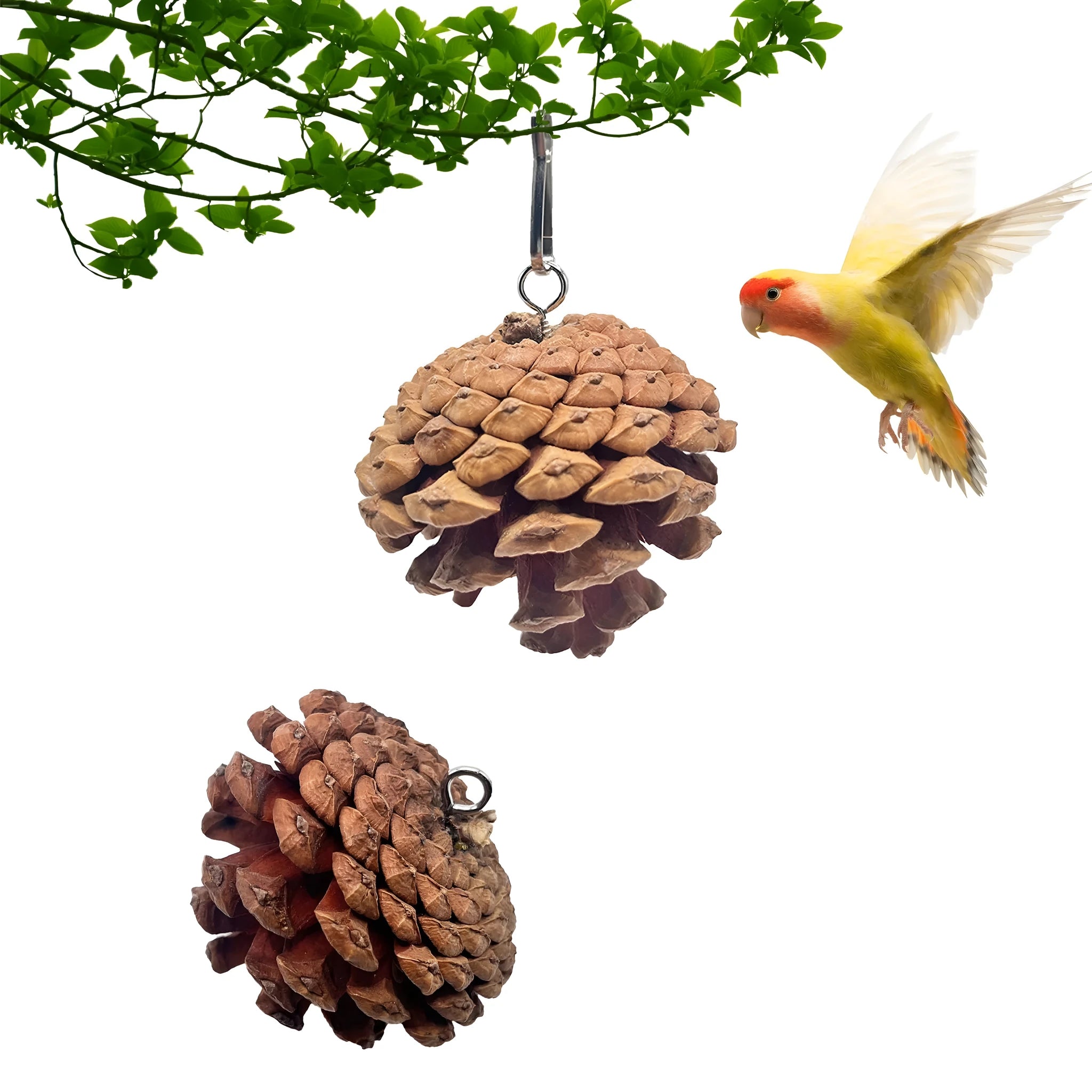 Natural pine cone parrot bite toy with metal stud and buckle, 5-6cm size, for hanging in bird cage