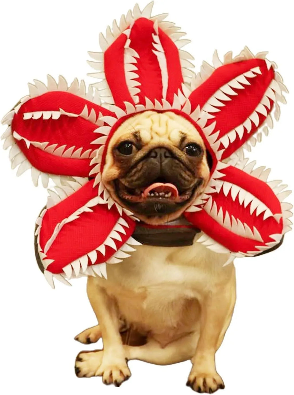 Dog wearing Halloween chomper demon costume with scary headband and flower details