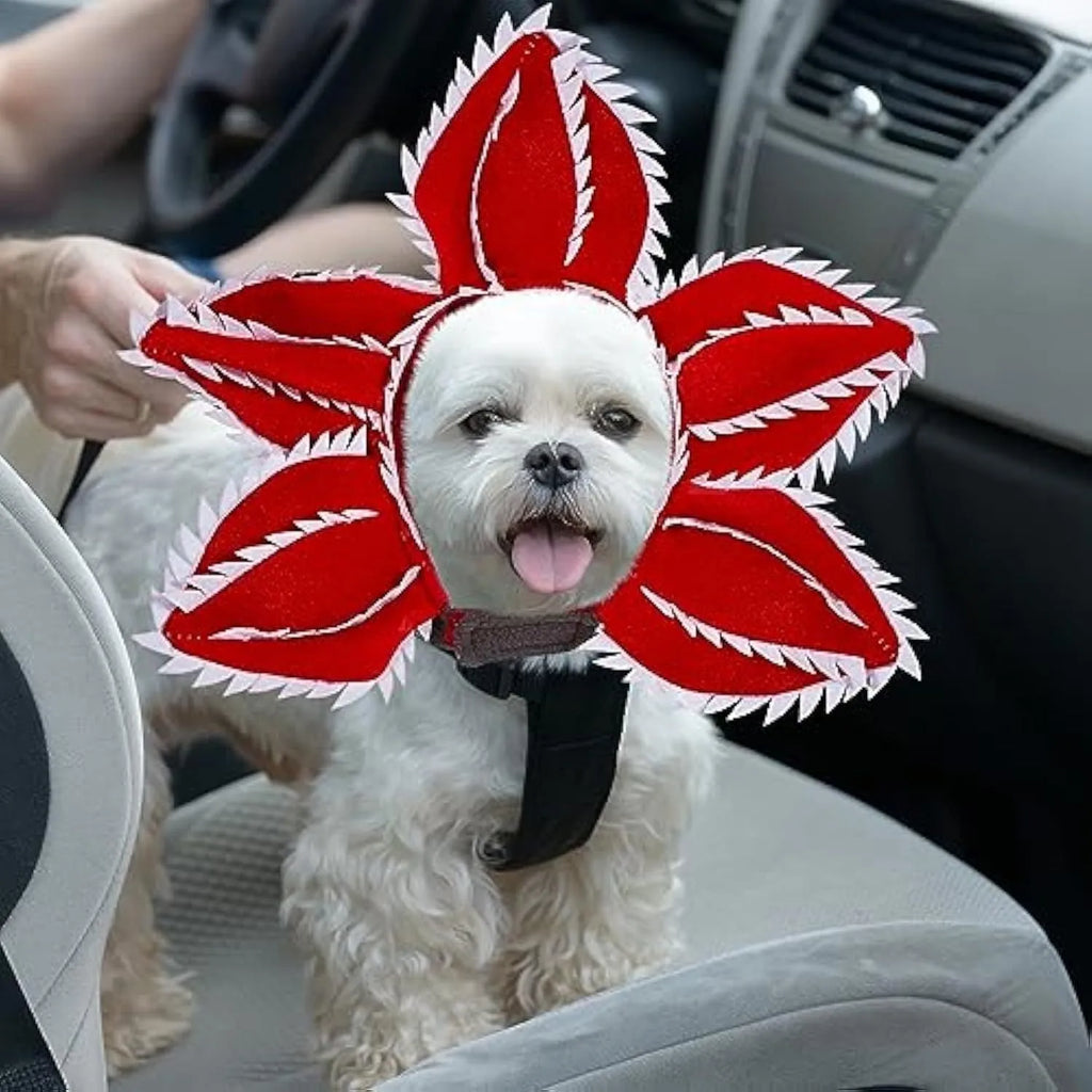 Dog wearing Halloween chomper demon costume with scary headband and flower details