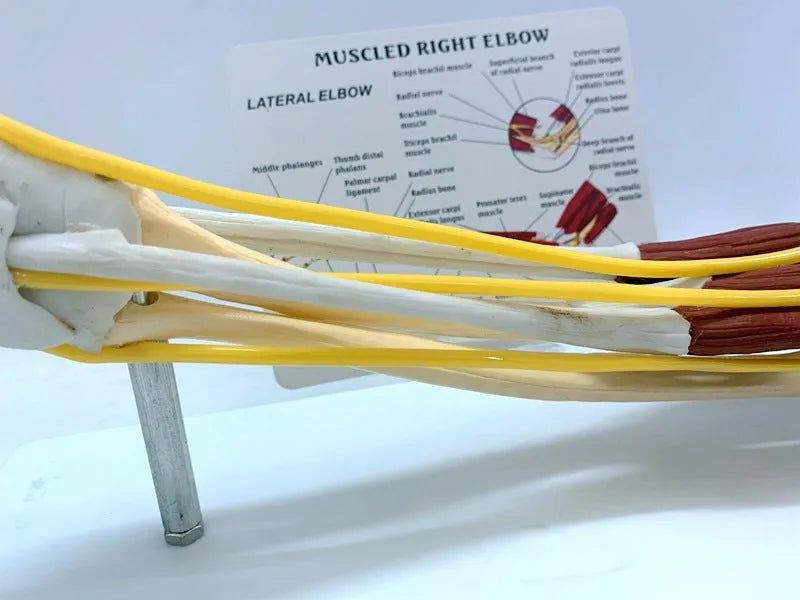 Plastic human hand anatomy model showing bones, muscles, ligaments, nerves, and blood vessels on a white background